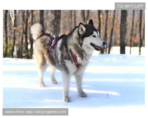 雪橇锦标：俄罗斯队稳居金牌榜，冲击纪录在望！，俄罗斯雪橇犬图片